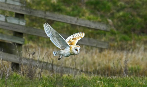 Barn Owl